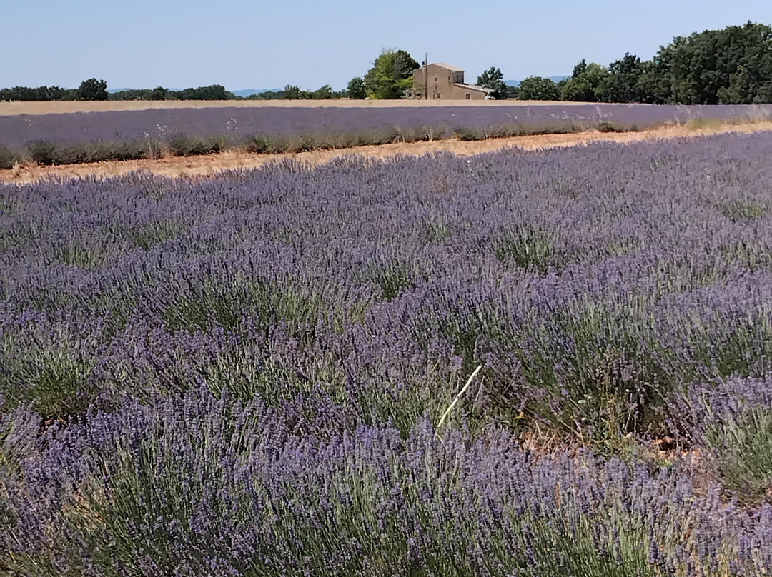 Plateau de Valensole-瓦朗索勒必去景点