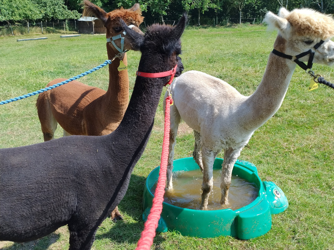 Lindway Springs Alpacas-Alfreton必去景点