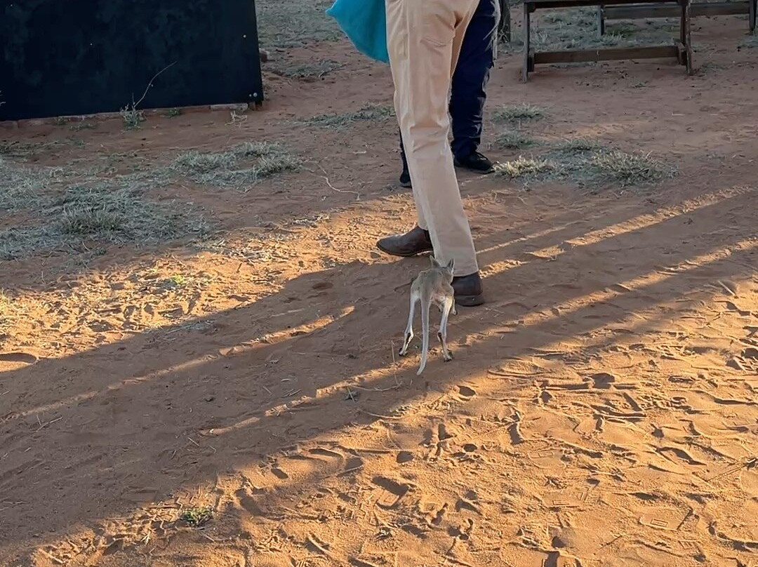 The Kangaroo Sanctuary-爱丽斯泉必去景点