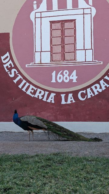 酒店和Hacienda La Caravedo农场-旅行者