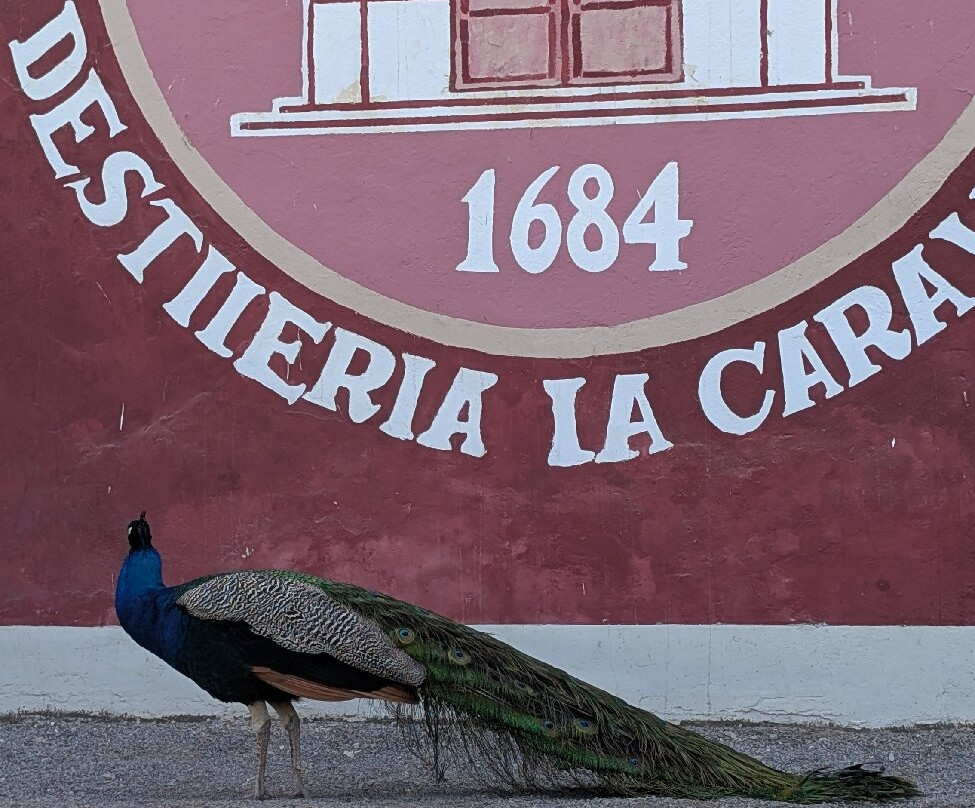 酒店和Hacienda La Caravedo农场主图