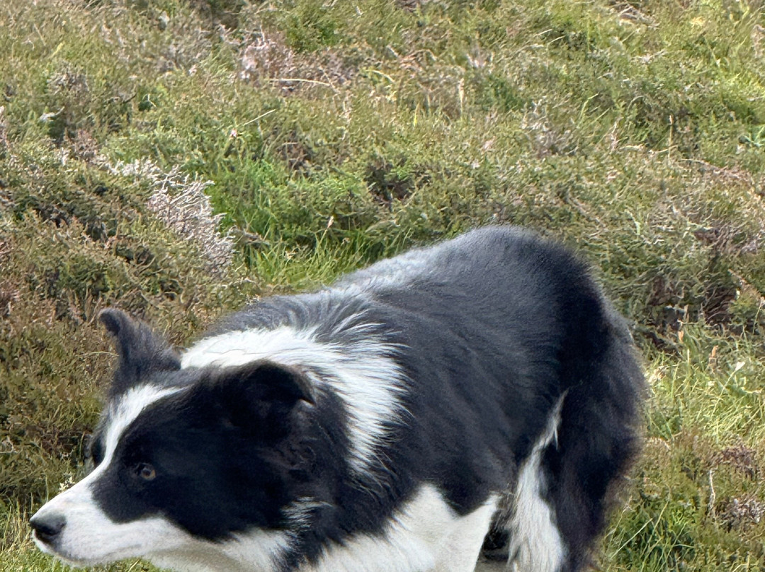 Shetland Rural Experience-Tingwall必去景点
