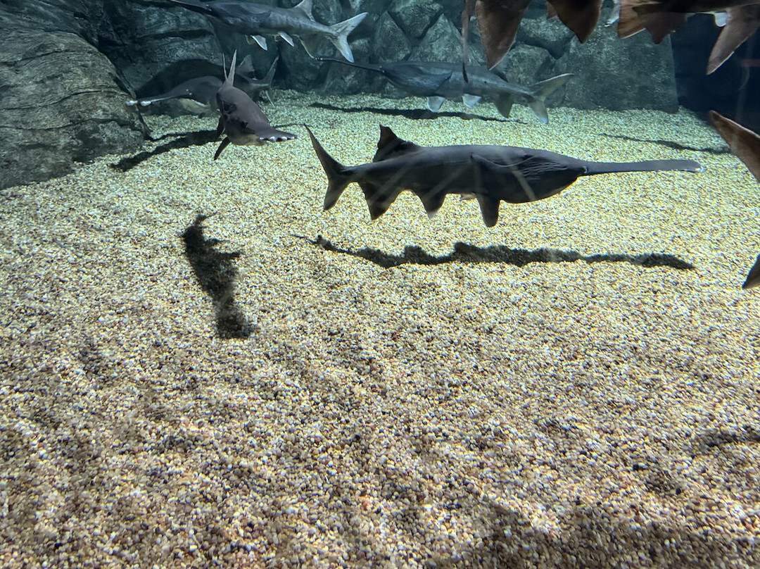 OdySea Aquarium-斯科茨代尔必去景点