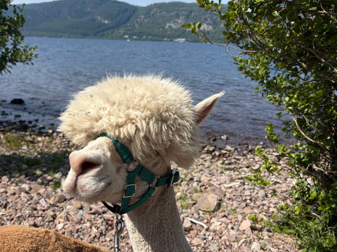 Loch Ness Alpacas-因弗内斯必去景点