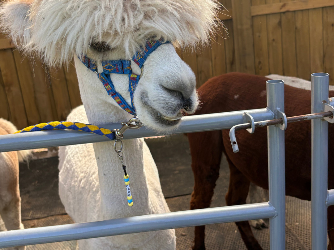 Loch Ness Alpacas-因弗内斯必去景点