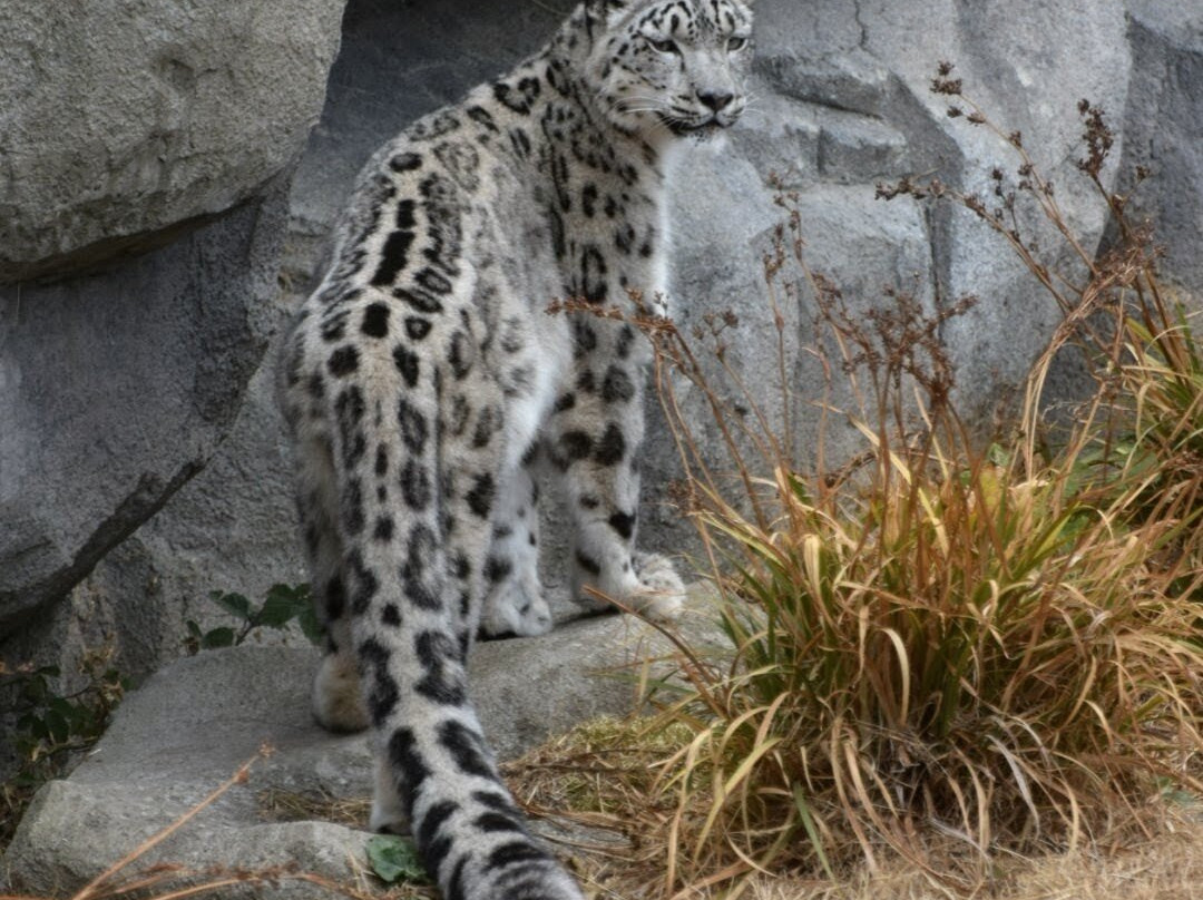 Welsh Mountain Zoo-科尔温湾必去景点