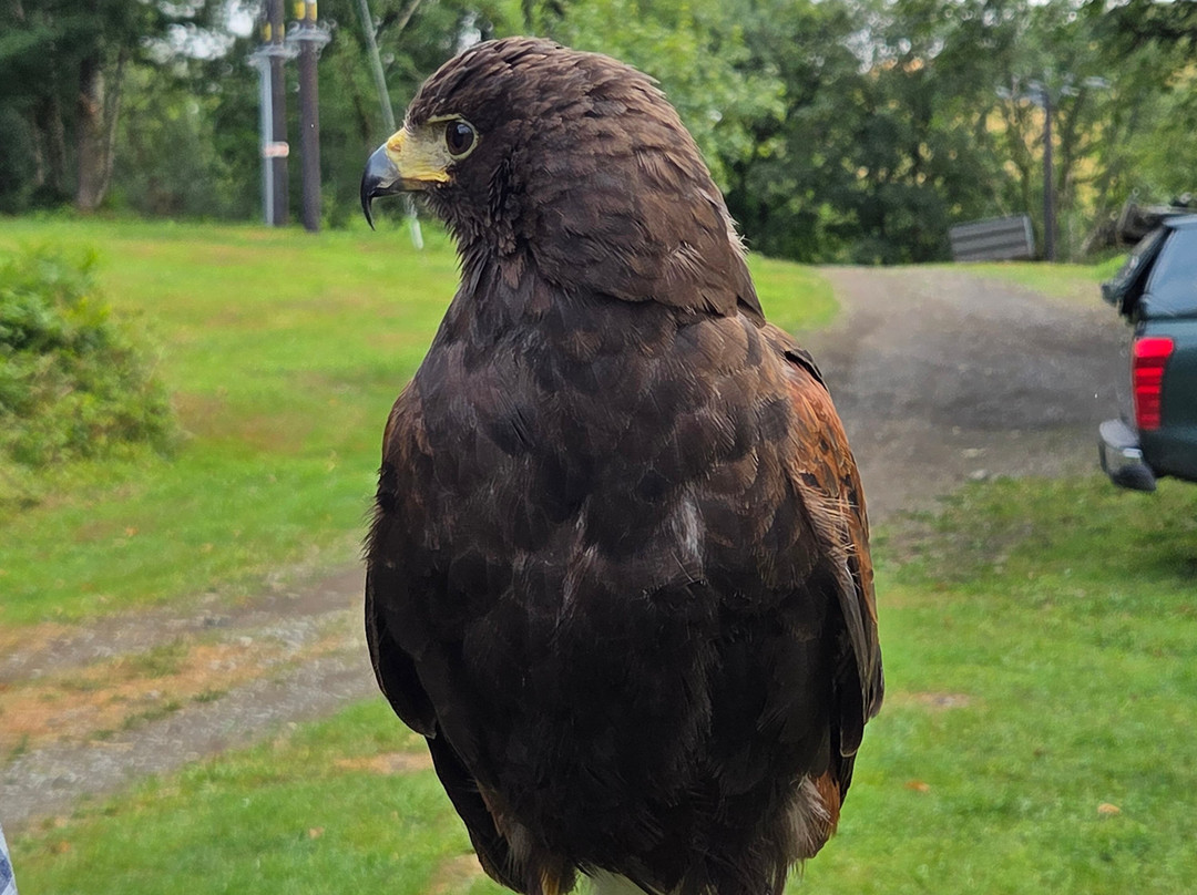 Lake District Falconry-温德米尔必去景点