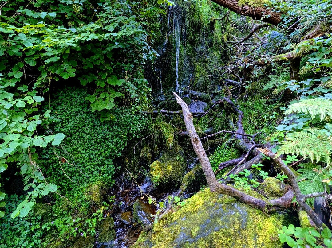 Dolgoch Falls-雪墩国家公园必去景点