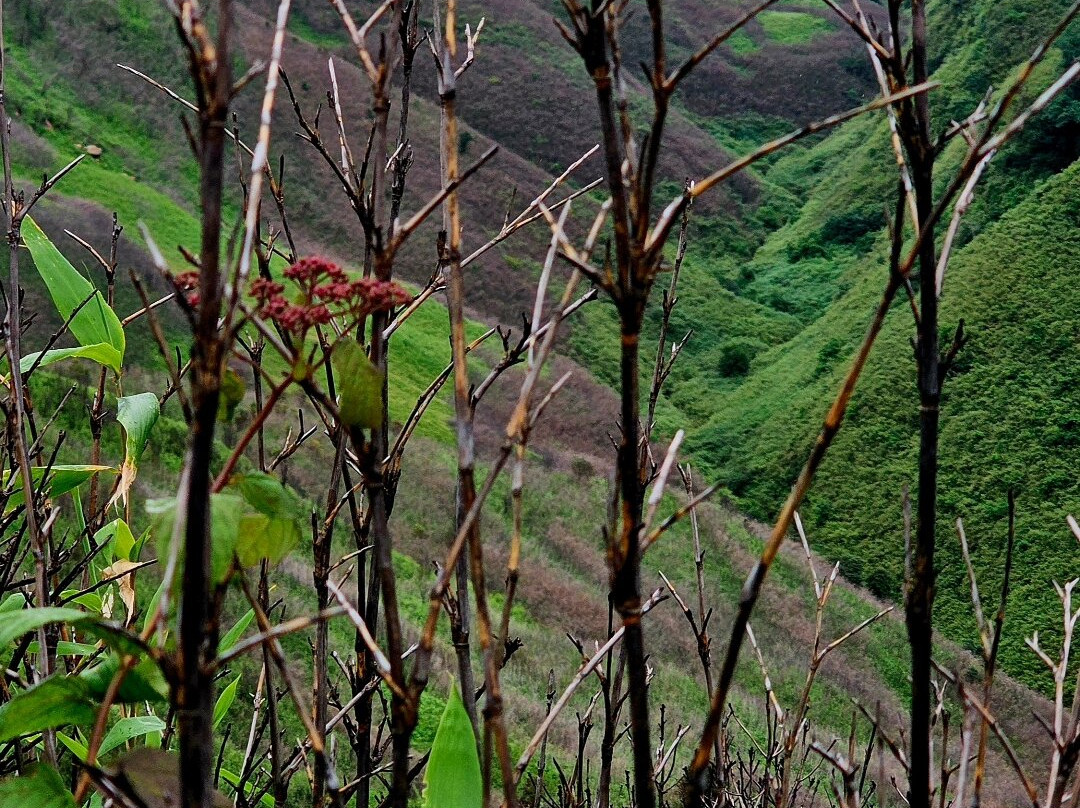 Dzukou Valley-Kohima必去景点