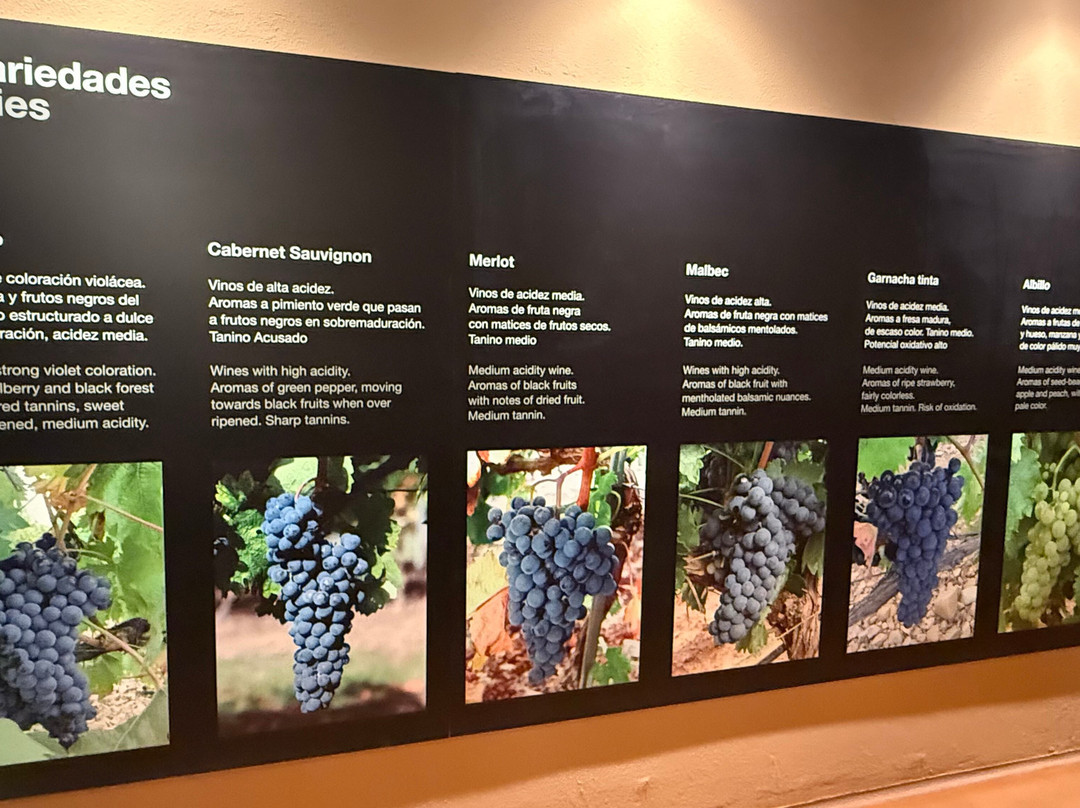 Emilio Moro Bodegas-Pesquera de Duero必去景点
