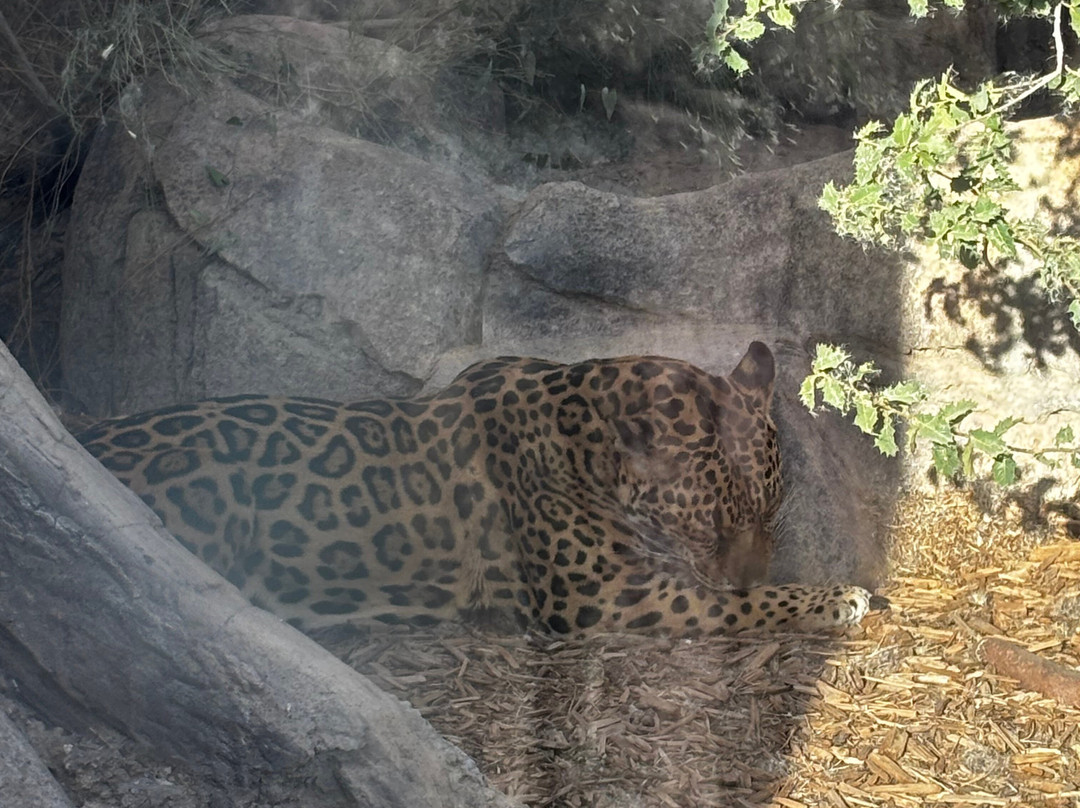 El Paso Zoo-埃尔帕索必去景点