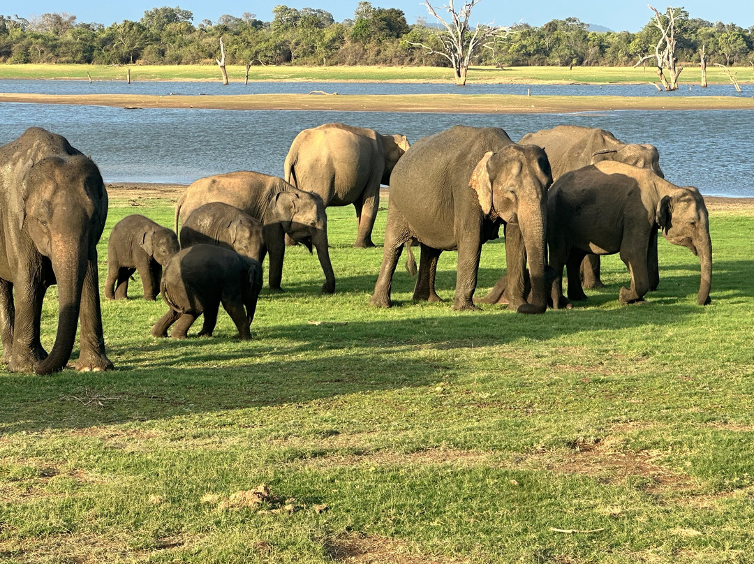 Prasanna Safari Udawalawe