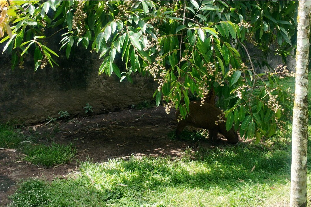Zoo de Martinique-Le Carbet必去景点