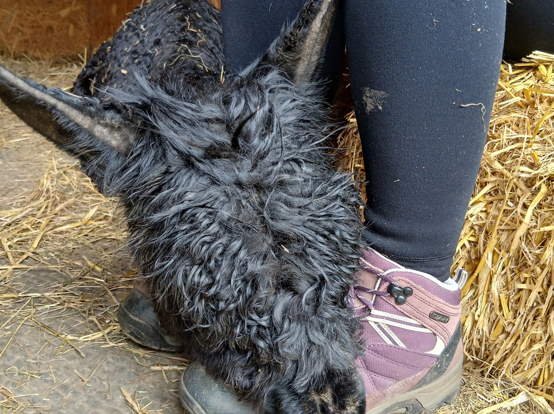 Lydford Gorge Alpacas-Lydford必去景点