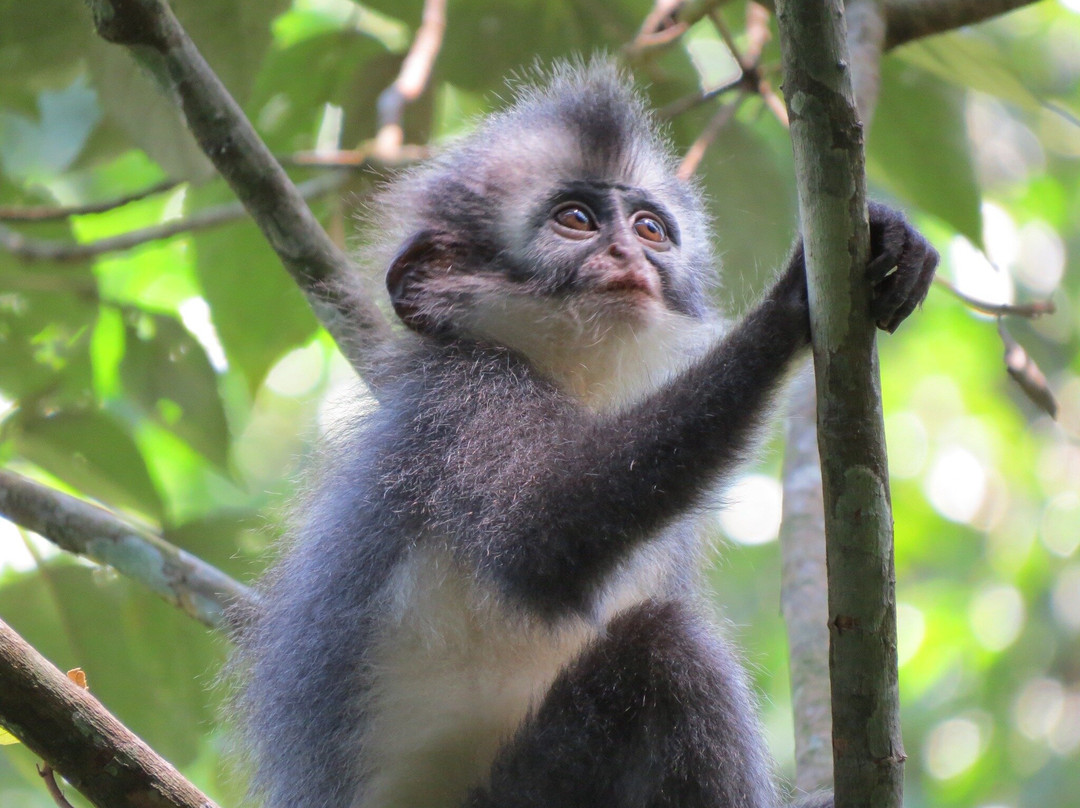 Our Jungle Trekking with Safar Ketambe-Ketambe必去景点