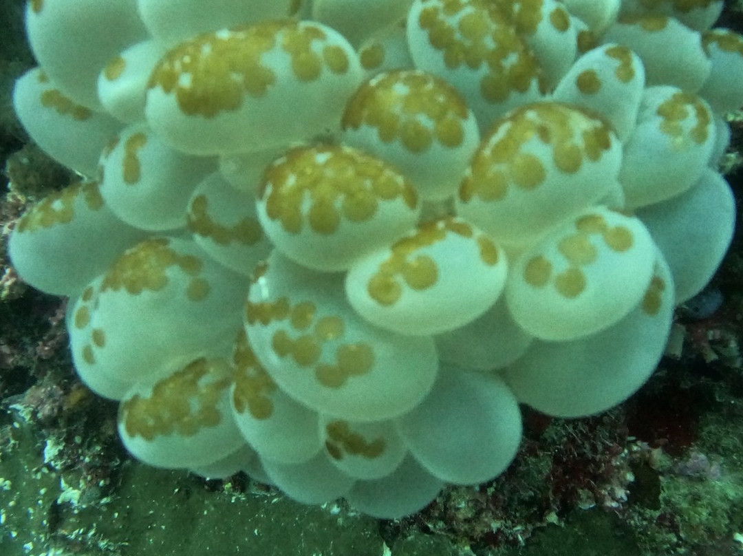 Haka Dive Center-Panglao必去景点