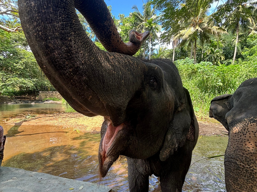 Elephant Freedom Project-凯格勒 必去景点