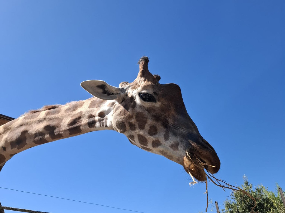 Zoo d'Abruzzo-Rocca San Giovanni必去景点