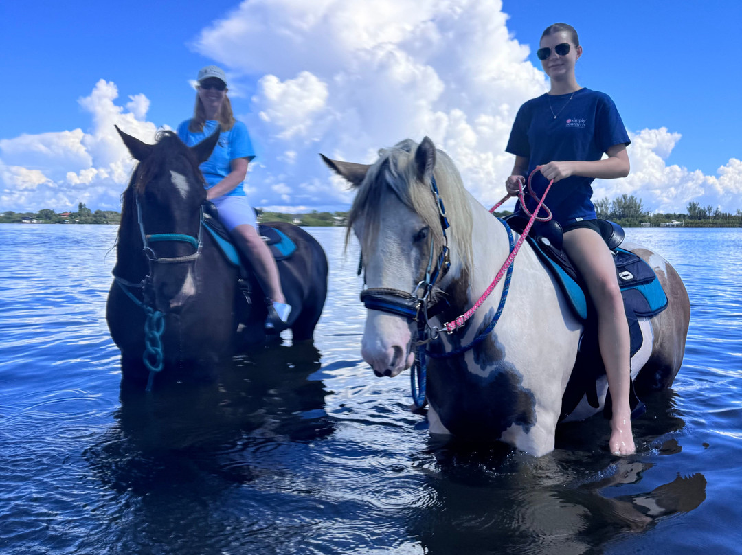 Florida Beach Horses-布雷登顿必去景点