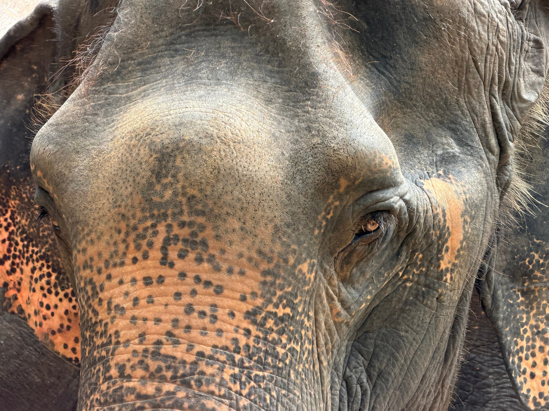 Maerim Elephant Sanctuary-夜林必去景点