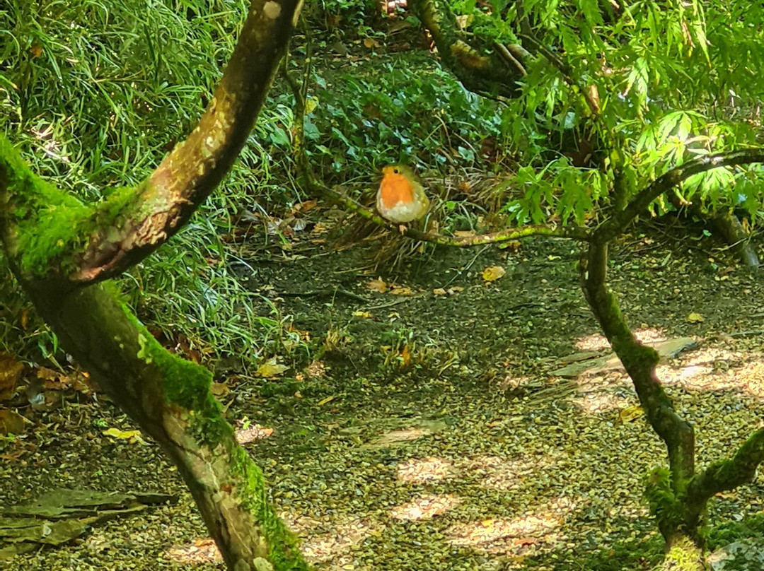 The Japanese Garden-St. Mawgan必去景点