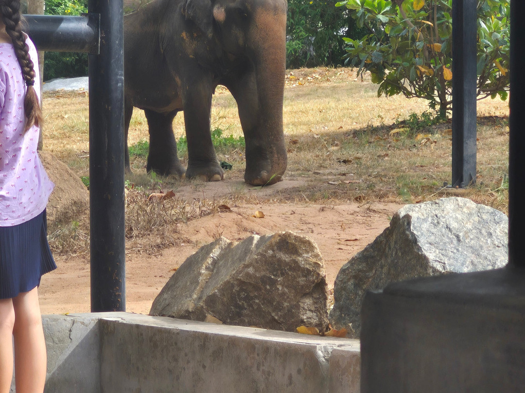 Samui Elephant Sanctuary-波普特必去景点