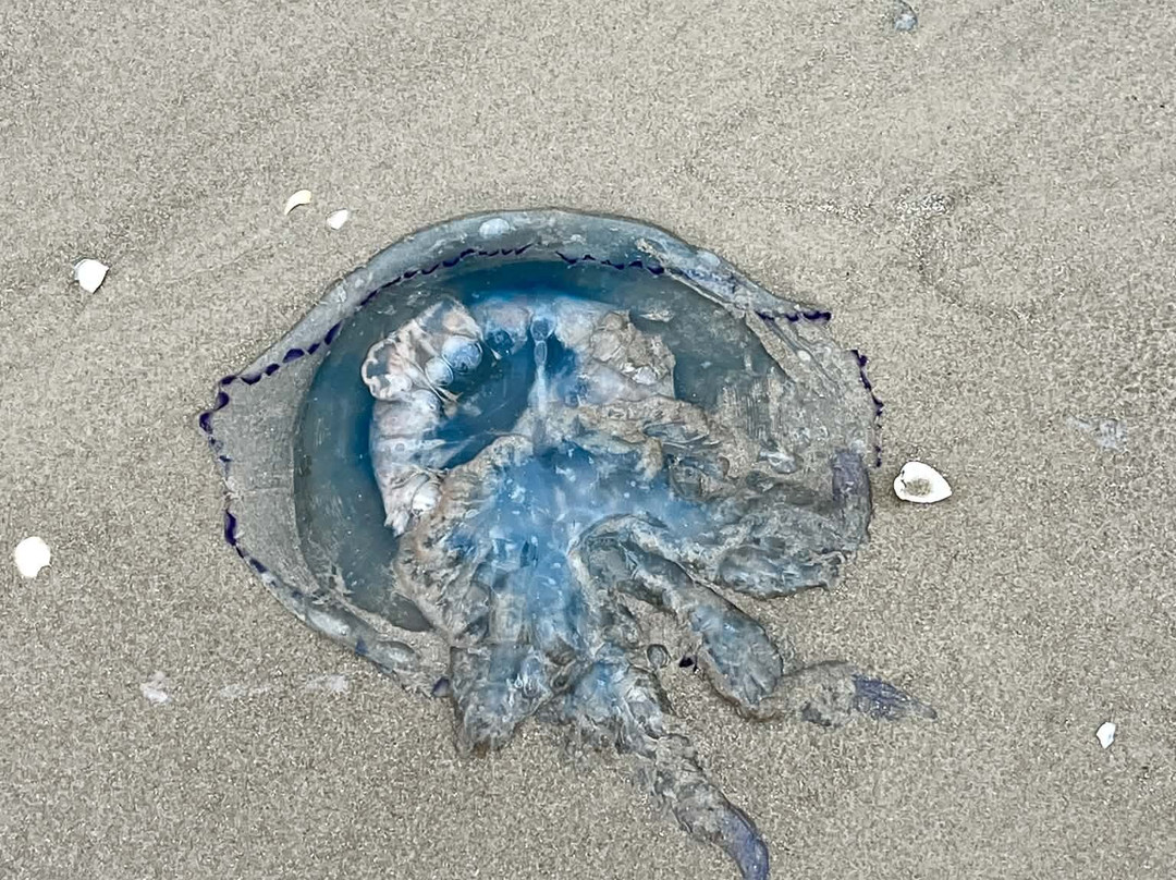 Lokken Beach-洛肯必去景点