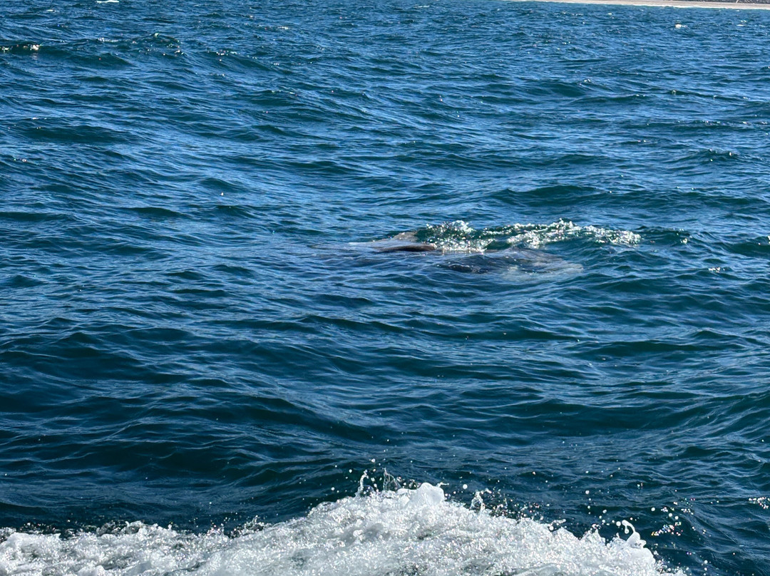 Whale Research EcoExcursions-Depoe Bay必去景点