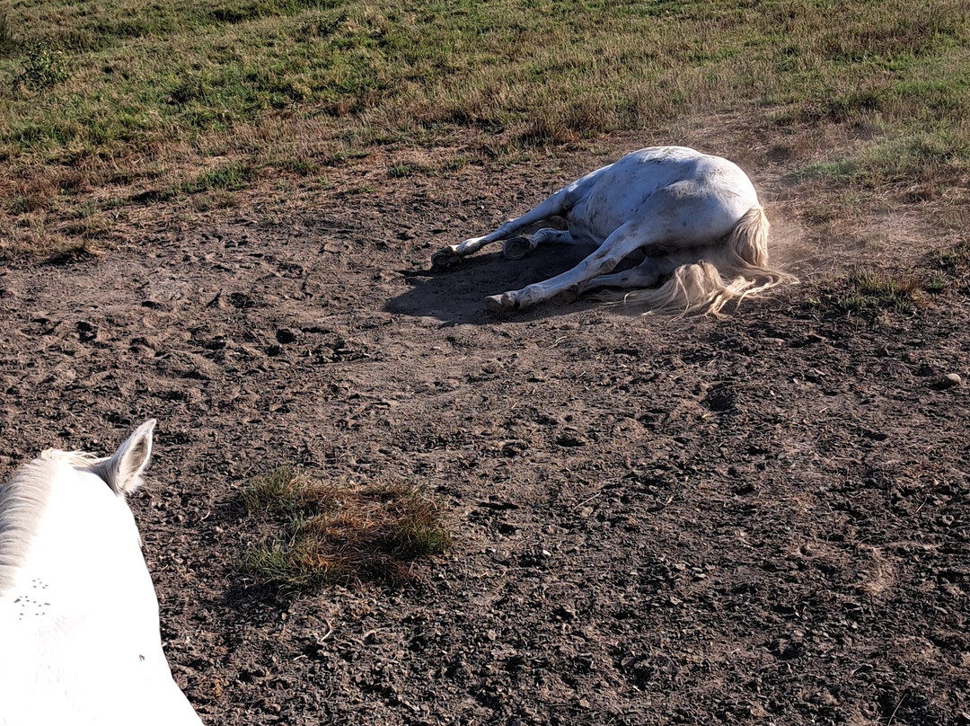 La Camargue d’antan-Beauvoisin必去景点