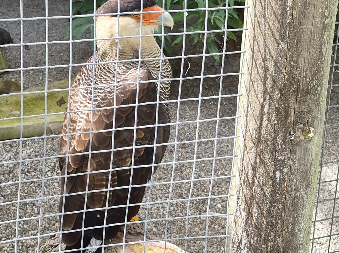 Screech Owl Sanctuary & Animal Park-St Columb Major必去景点