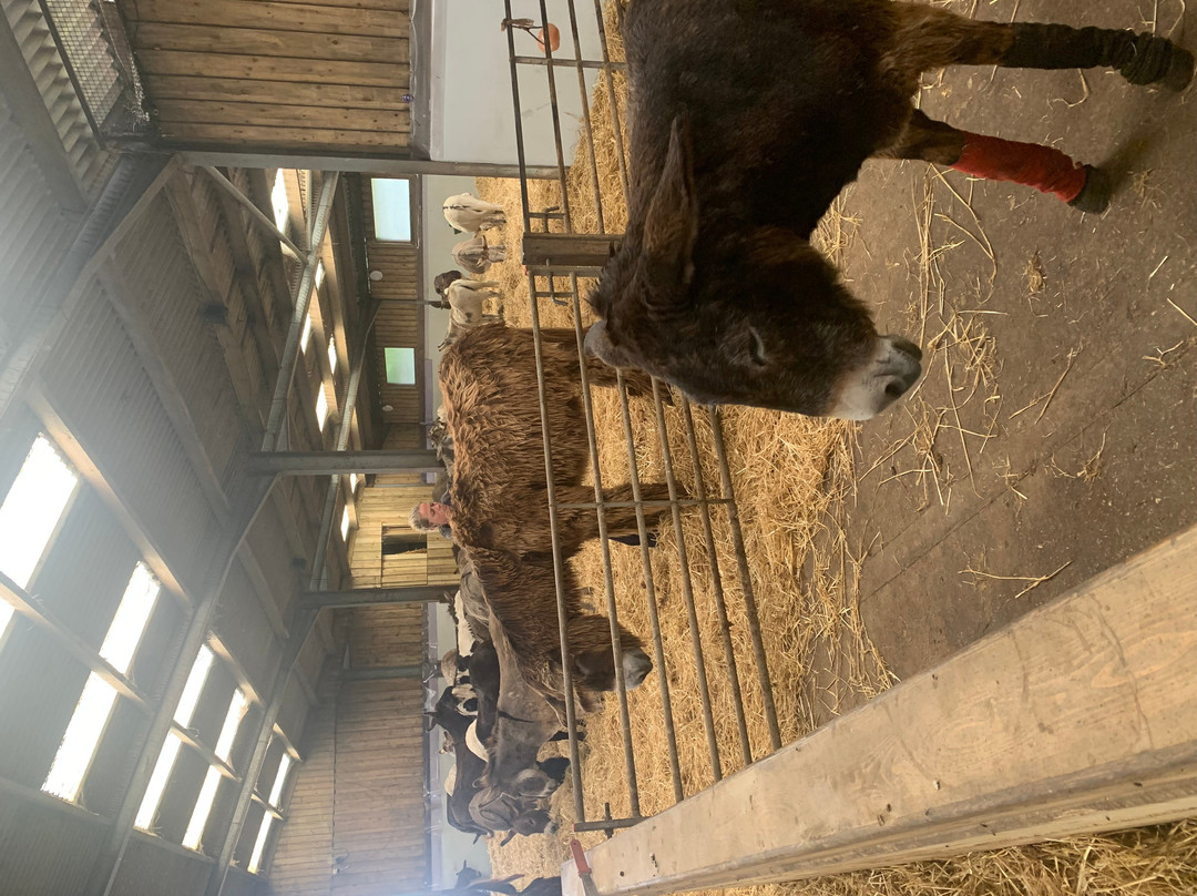 The Flicka Foundation - Donkey Sanctuary-Penryn必去景点