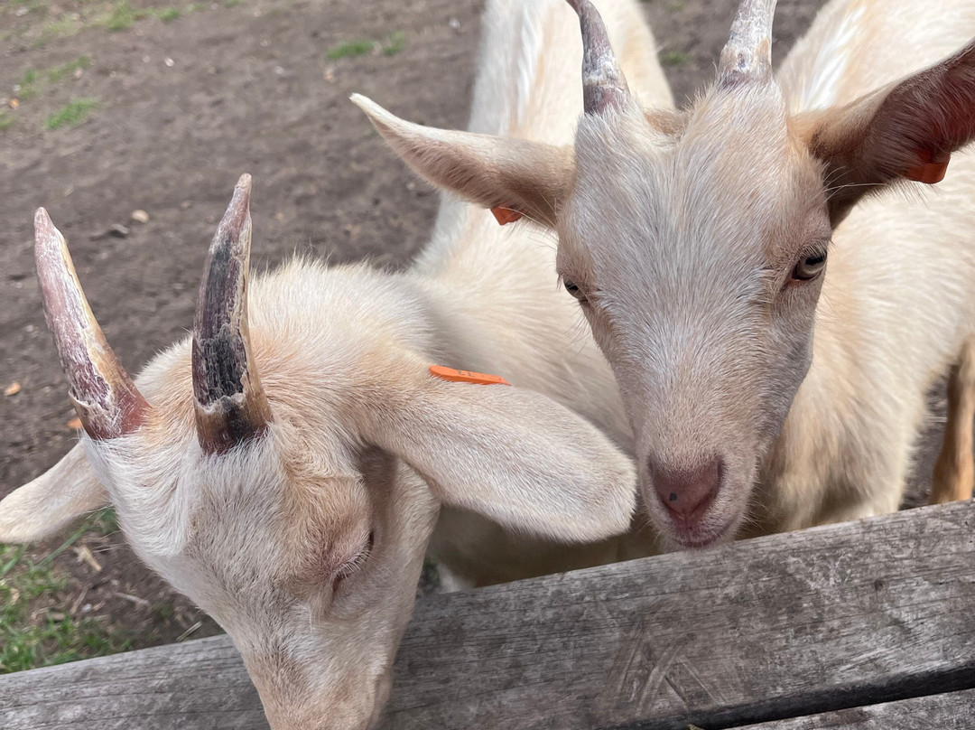 Baylham House Rare Breeds Farm-伊普斯威奇必去景点