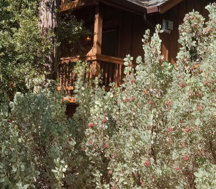 优胜美地常青小屋主图