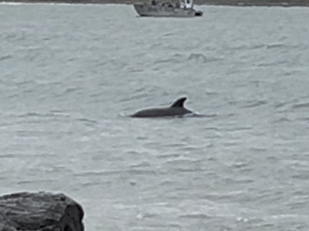 Dolphin Spotting Boat Trips (by New Quay Boat Trips)-纽基必去景点