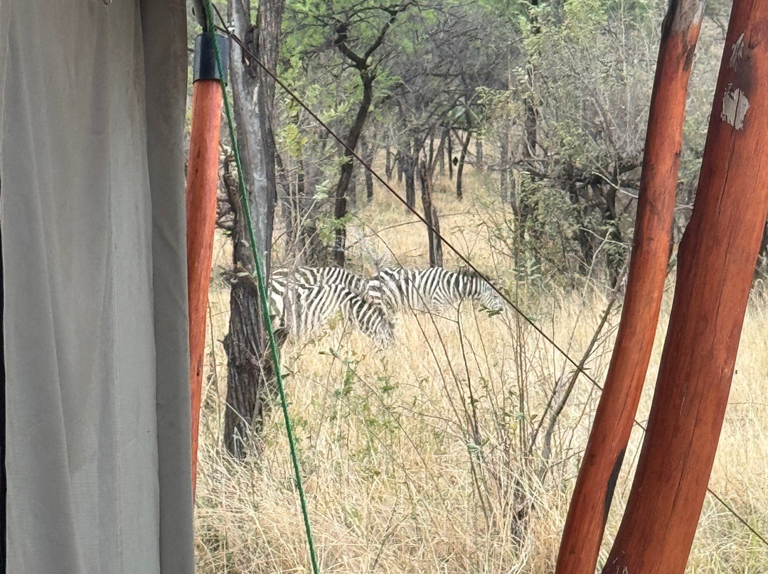 Mbuni Tented Camps-Seronera必去景点