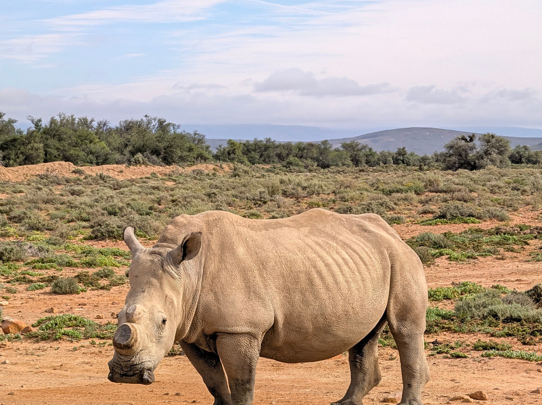Inverdoorn Private Game Reserve-开普敦中心区必去景点