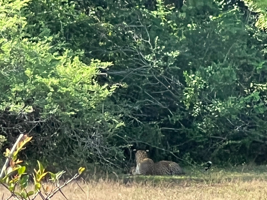 Wilpattu Megha Safari-阿努拉德普勒圣城必去景点