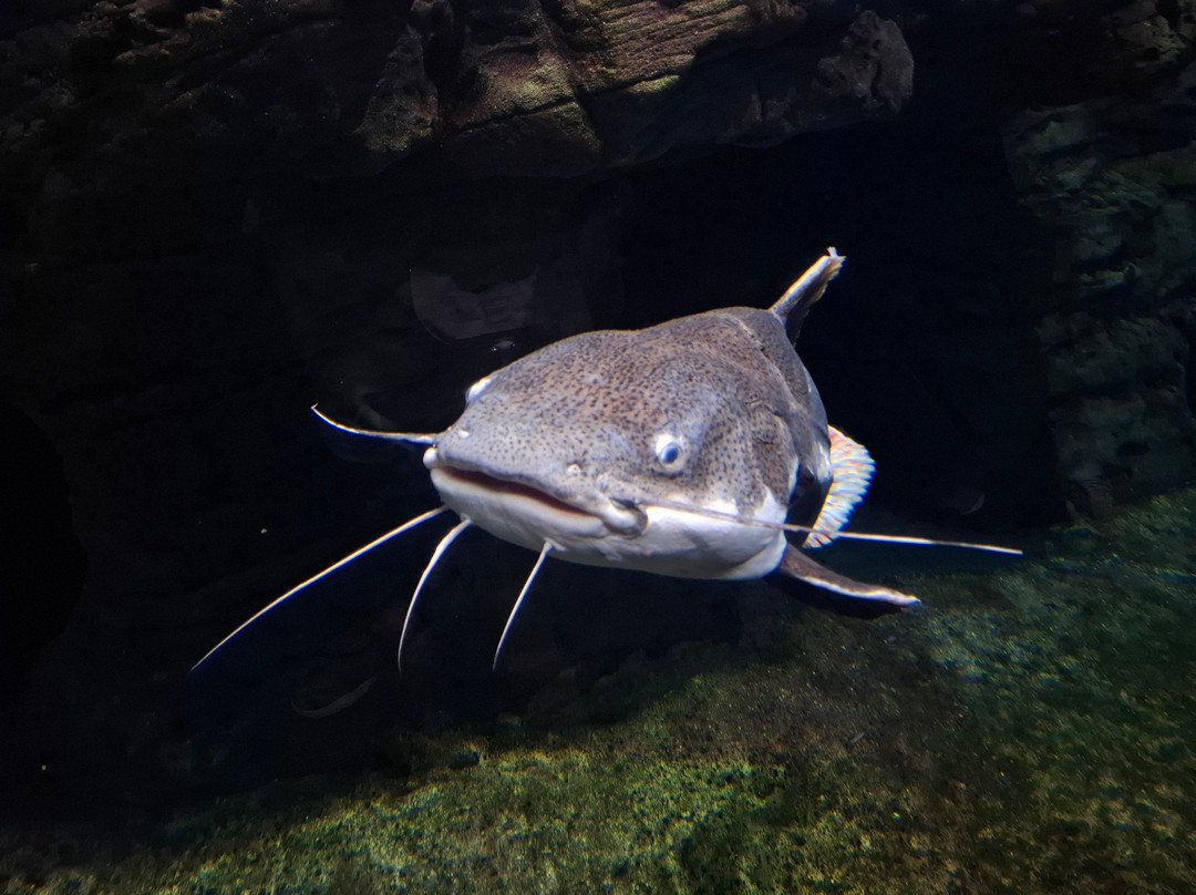 热那亚水族馆-热那亚必去景点