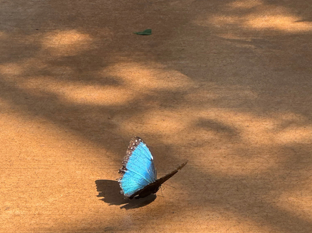 Butterfly Wonderland-斯科茨代尔必去景点