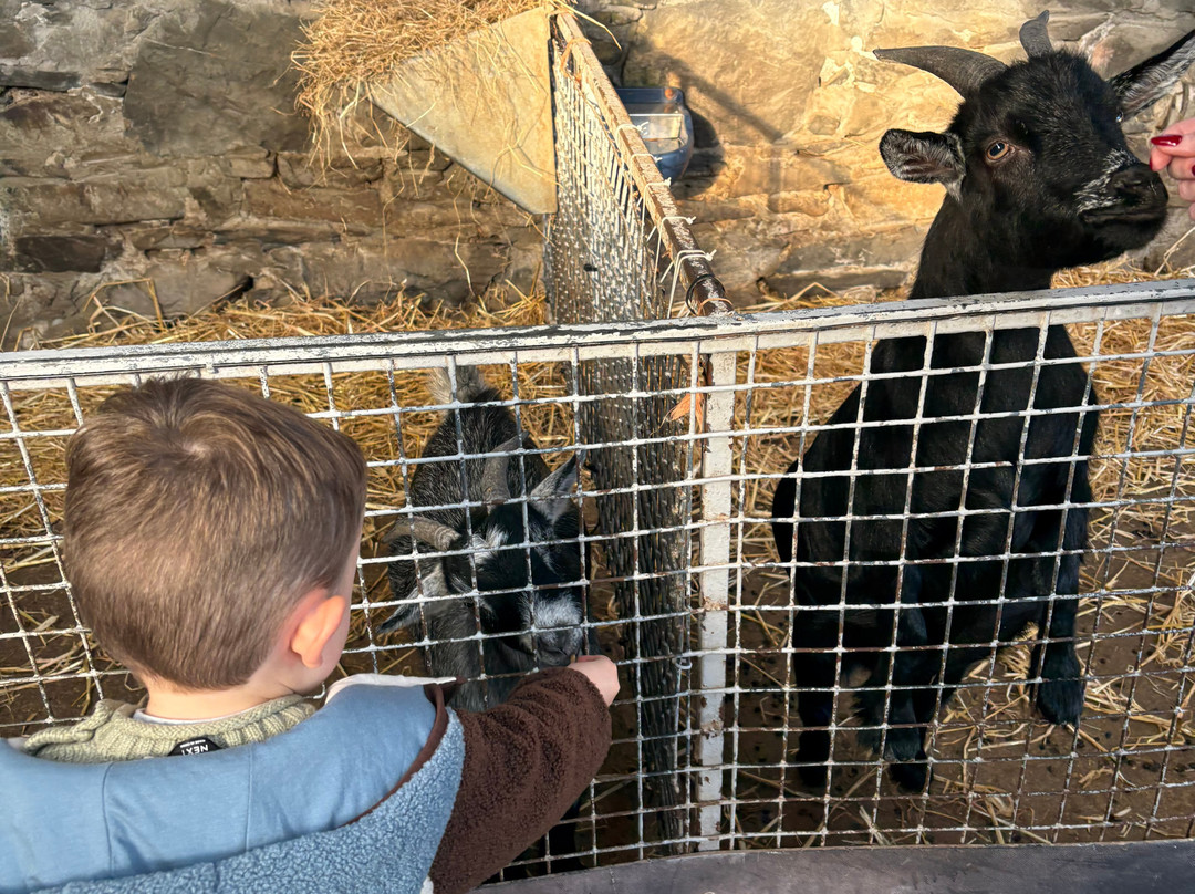 The Ark Open Farm-Newtownards必去景点