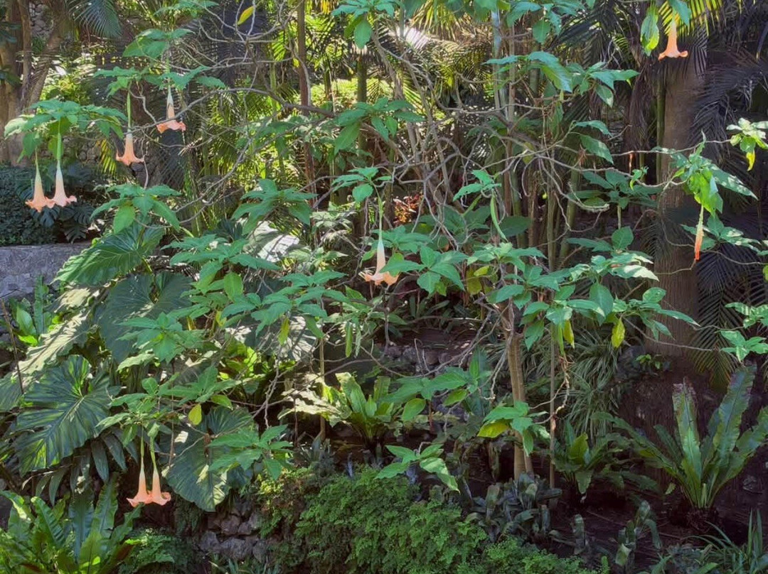 Gibraltar Botanic Gardens (The Alameda)-直布罗陀必去景点
