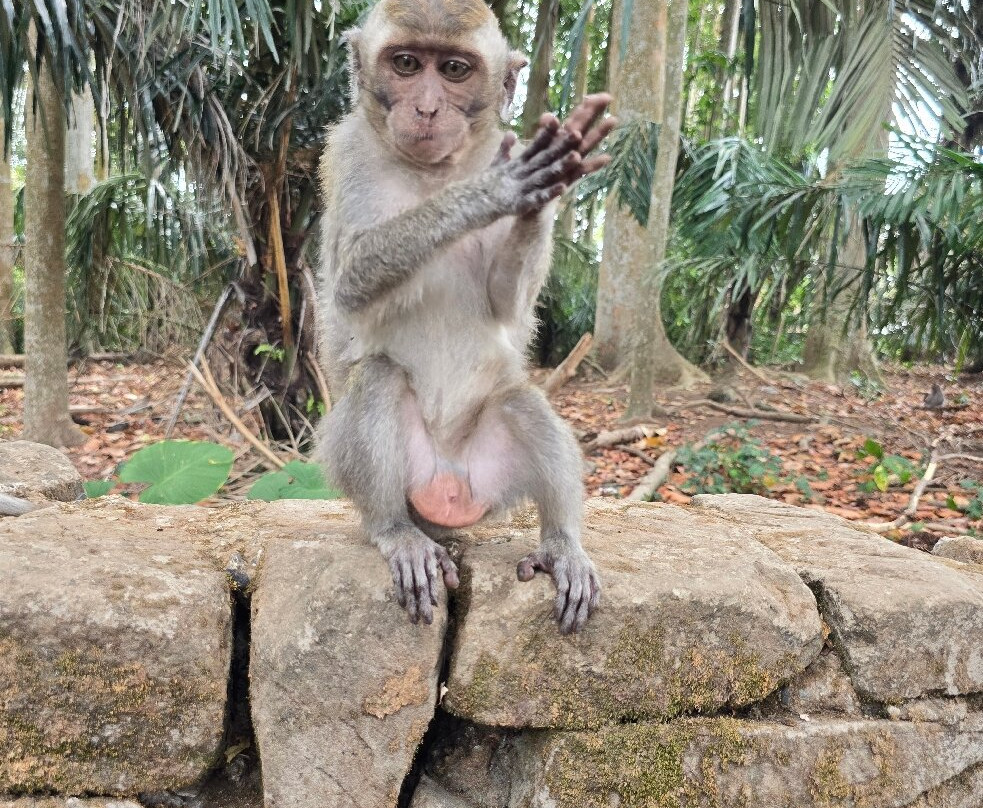 Sangeh Monkey Forest-Sangeh必去景点