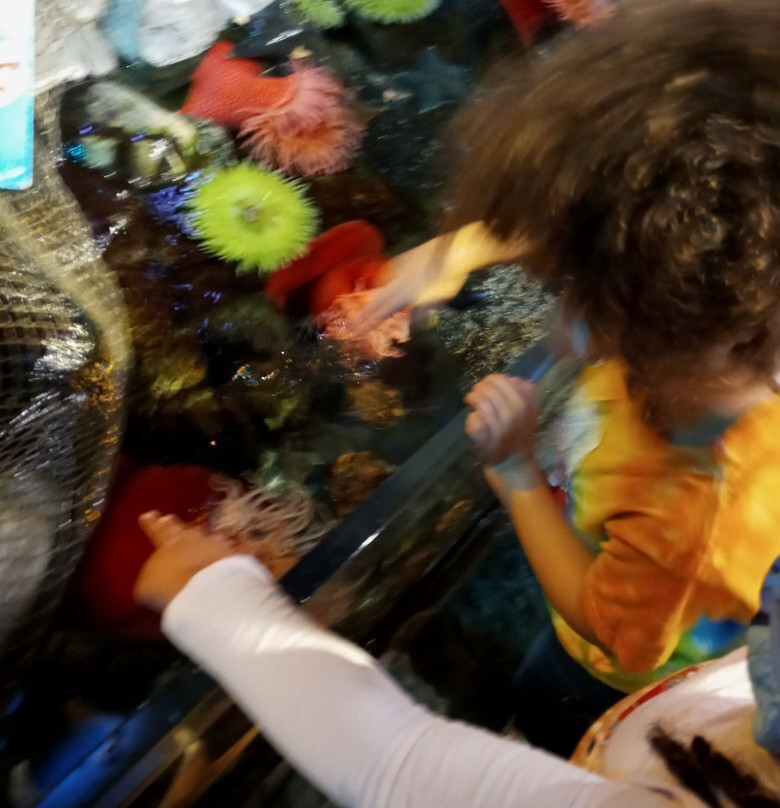 SEA LIFE Michigan Aquarium-奥本山必去景点