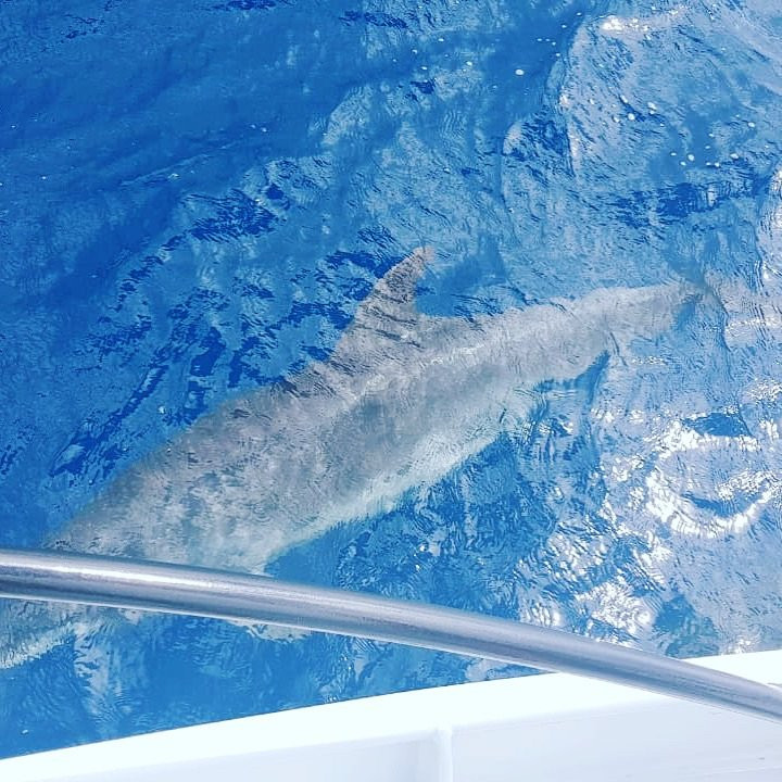 EVENTS BOATS AGENCY-马提尼克必去景点