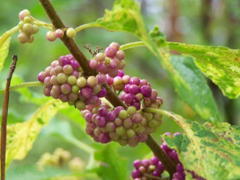 Big Thicket National Preserve-Kountze必去景点
