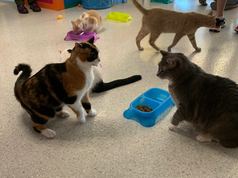 Purr & Pour Cat Cafe-乔治敦必去景点