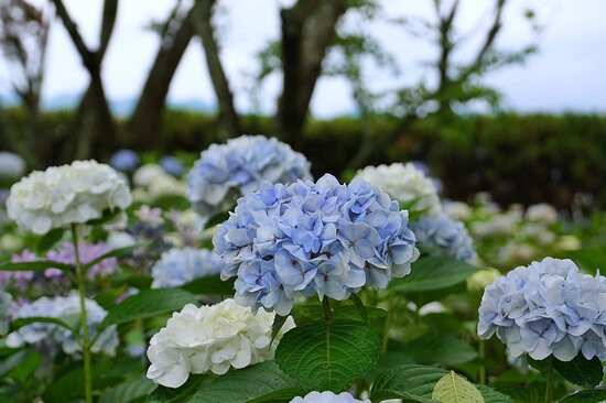 Tamamizu Lily Hydrangea Garden-丹波篠山必去景点