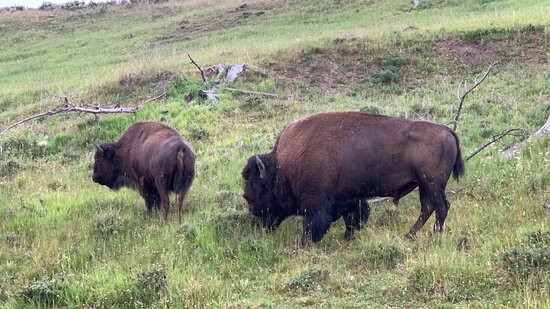 Cody Shuttle-Wapiti必去景点