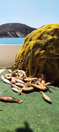 Lemnos Fishing Trips景点图片