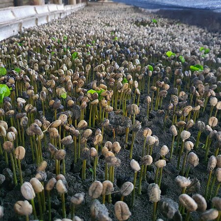 Hacienda La Mesa-Palestina必去景点